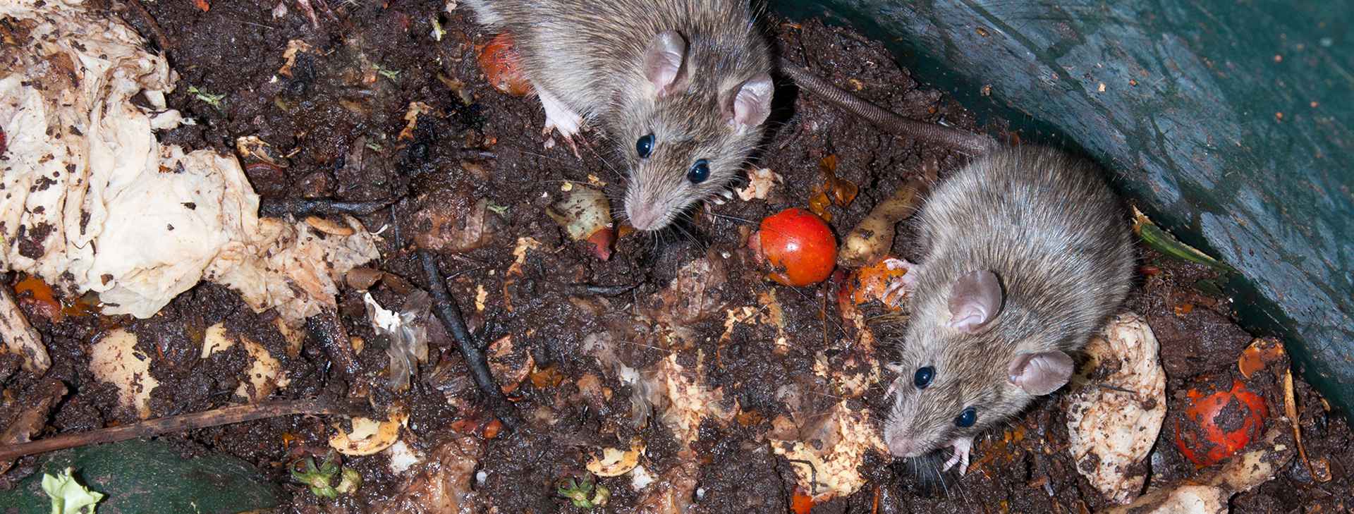 Rodents Pest Control Melbourne