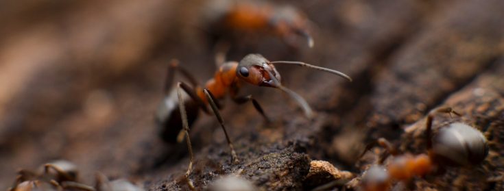 ants pest control melbourne