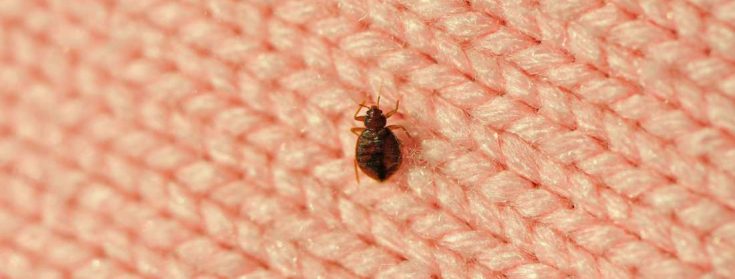 beg bugs pest control melbourne