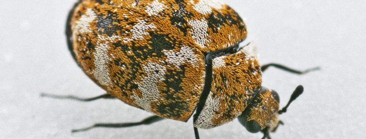 carpet beetle pest control melbourne