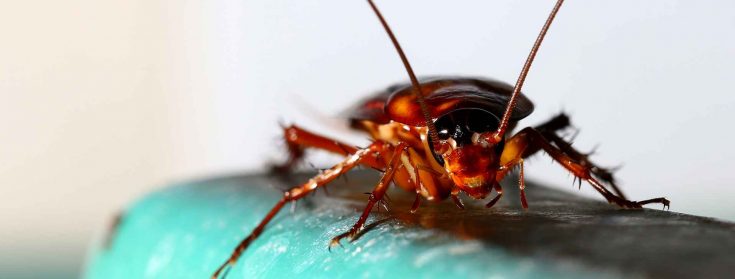 cockroach control melbourne