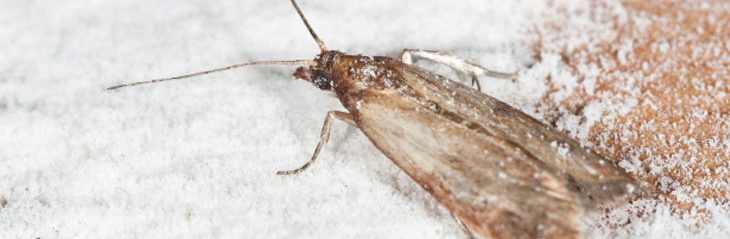 pantry moth pest control melbourne