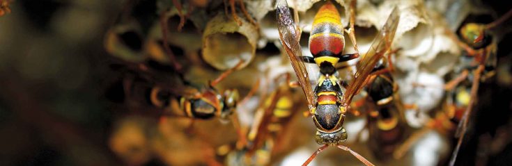 wasp pest control melbourne
