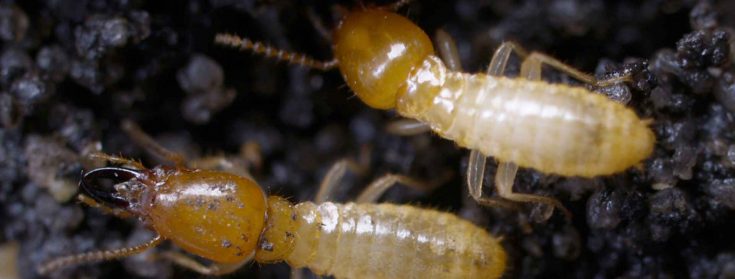 termite pest control melbourne